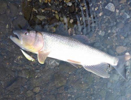 ベイトフィネスでハス釣り